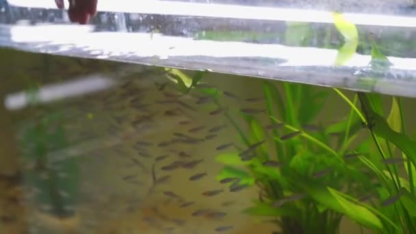 Manadas Pequeños Peces Río Que Venden Mercado Flores Aves Pescado — Vídeos de Stock