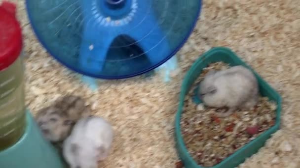 Grupo Pequenos Hamsters Bonitos Para Venda Mercado Flores Pássaros — Vídeo de Stock