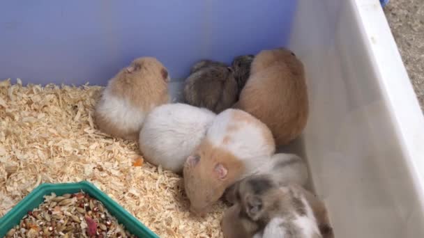 Group Cute Little Hamsters Sale Flower Bird Market — Stock Video