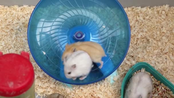Groupe Petits Hamsters Mignons Vendre Dans Marché Aux Fleurs Aux — Video