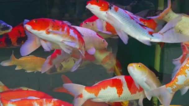 Primo Piano Folto Gruppo Carpe Koi Allevate Acquario Professionale — Video Stock