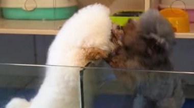 İki sevimli oyuncak köpek evcil hayvan dükkanında kavga edip oynuyorlar.
