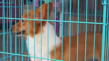 Evcil hayvan dükkanında şirin bir Corgi