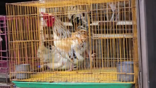 两只斗鸡在花鸟市场上出售 — 图库视频影像
