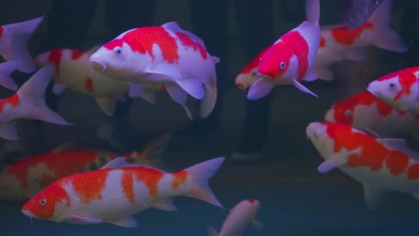 Gros Plan Grand Groupe Carpes Koï Élevées Dans Aquarium Professionnel — Video