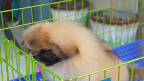 Twee Schattige Pekingese Honden Dierenwinkel — Stockvideo