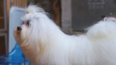 Evcil hayvan dükkanında canlı ve sevimli bir Shih Tzu.