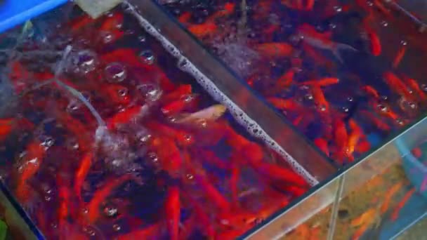Pesce Rosso Koi Vendita Nel Mercato Dei Fiori Degli Uccelli — Video Stock