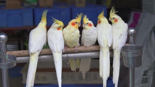 Een Kudde Witte Roodkoppapegaaien Staan Rijen Een Houten Bar — Stockvideo