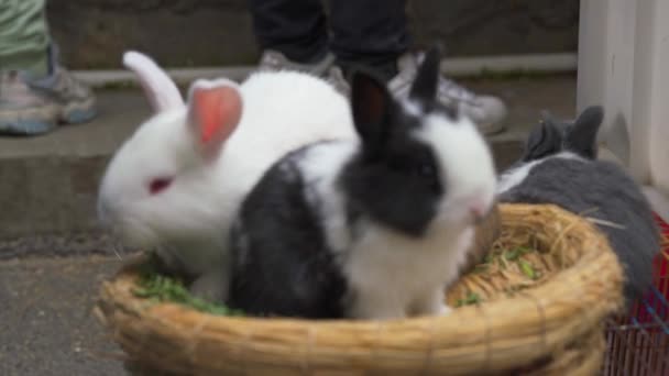花鳥市場で販売するための様々な色のウサギのバスケット — ストック動画