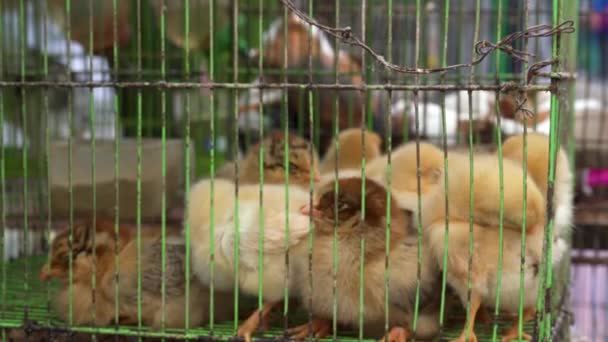 Cage Chickens Sale Flower Bird Market — Stock Video