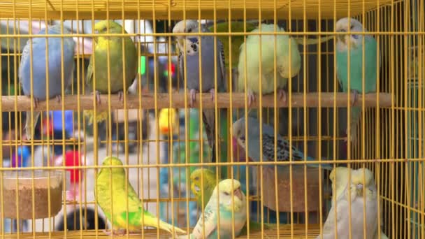 在花鸟市场的鸟笼里出售的小鹦鹉 — 图库视频影像