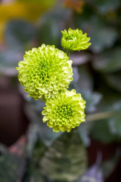 Beau Chrysanthème Vert Fleuri Gros Plan — Photo