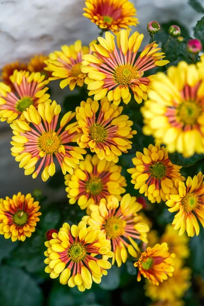 Vacker Blommande Gul Medaljong Krysantemum — Stockfoto