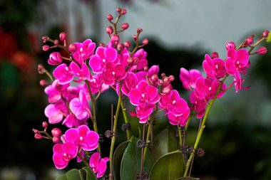 Çiçek açan güzel bir falaenopsinin yakın çekimi