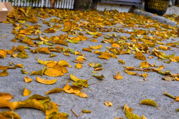 Gefallene Gelbe Blätter Herbst — Stockfoto