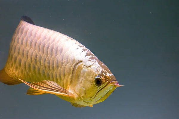 Close Ferocious Arowana Fish Tank — Stock Photo, Image
