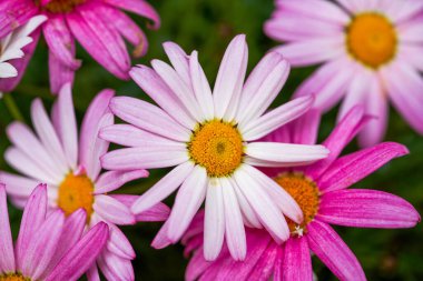 Çiçek açan mor ve beyaz kasımpatı yakın plan.