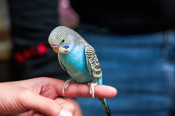 Ένας Χαριτωμένος Μπλε Παπαγάλος Στέκεται Ένα Ανθρώπινο Δάχτυλο — Φωτογραφία Αρχείου