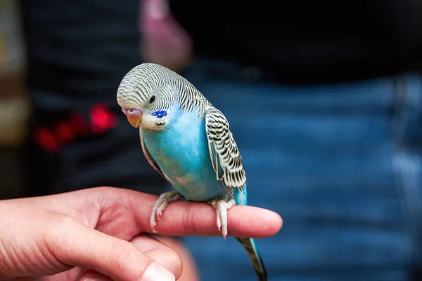 かわいい青いオウムが人間の指に立っている — ストック写真