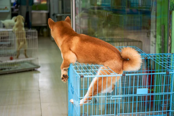 Cute Shiba Inu Standing Cage Pet Store — Stock Photo, Image