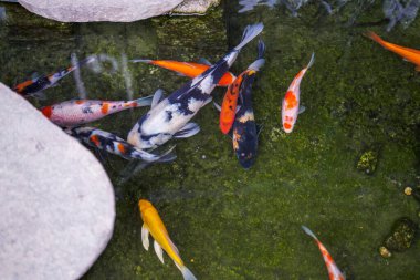 Yosun balığı havuzunda çok güzel bir koi balığı.