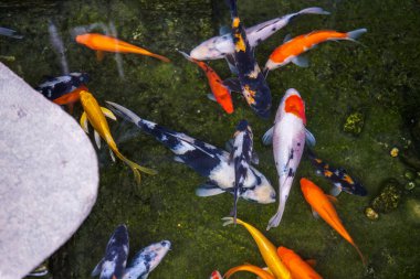 Yosun balığı havuzunda çok güzel bir koi balığı.