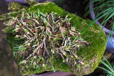 Yosun ve çimen bitkileri taşların üzerinde büyüyor.