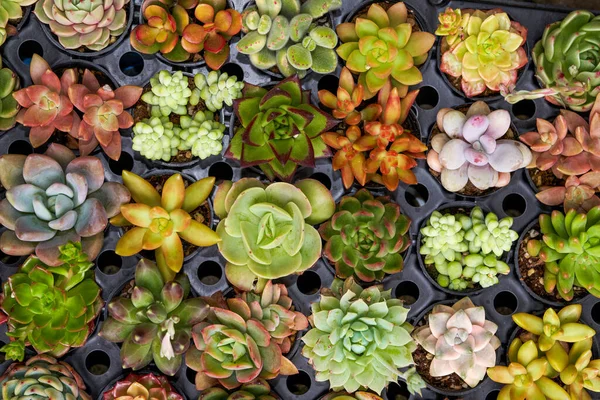 Çiçek pazarında çeşitli sulu ürünler satılıyor.