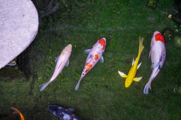 Yosun balığı havuzunda çok güzel bir koi balığı.