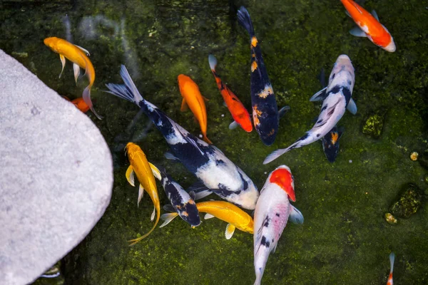 Yosun balığı havuzunda çok güzel bir koi balığı.