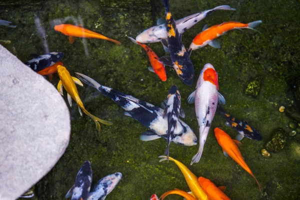 Yosun balığı havuzunda çok güzel bir koi balığı.