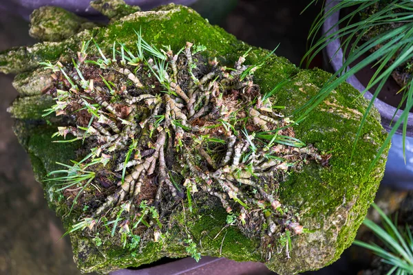 Yosun ve çimen bitkileri taşların üzerinde büyüyor.