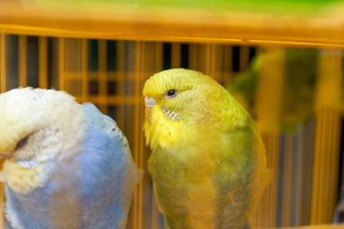 Çiçek ve kuş pazarında satılık şirin papağanlar kafesi.