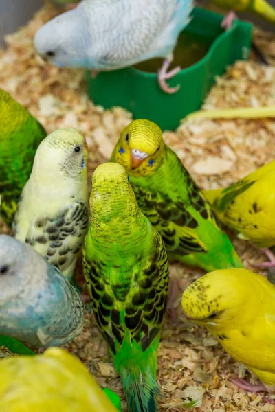 Una Jaula Loros Lindos Para Venta Mercado Flores Aves —  Fotos de Stock