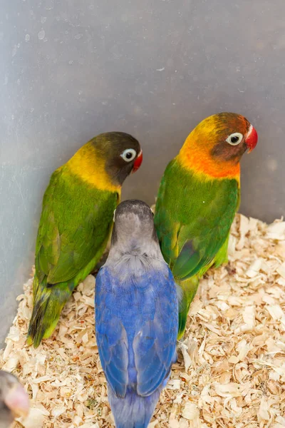 Cage Cute Parrots Sale Flower Bird Market — Stock Photo, Image