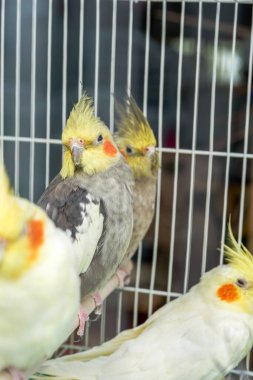 Çiçek ve kuş pazarında satılık şirin papağanlar kafesi.