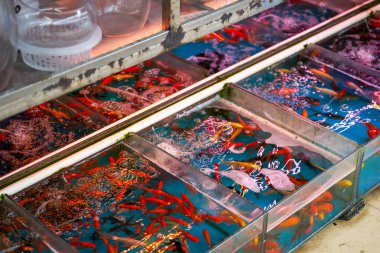 Akvaryum mağazası çiçek ve kuş pazarında balık ve koi satın alıyor.