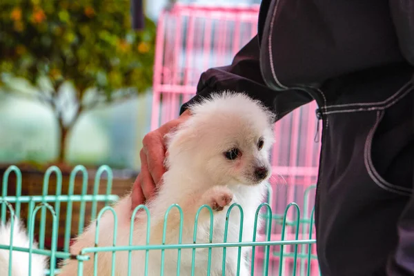Close Cute Poodle Pet Store — Stock Photo, Image