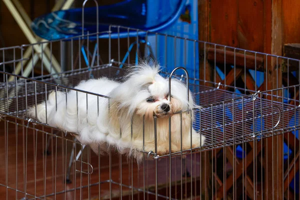 Close Cute Poodle Pet Store — Stock Photo, Image