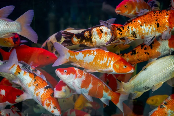 Close Dari Koi Besar Dibesarkan Dalam Tangki Ikan — Stok Foto