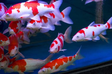 Akvaryumda yetişen büyük koinin yakın çekimi.