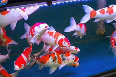 Akvaryumda yetişen büyük koinin yakın çekimi.