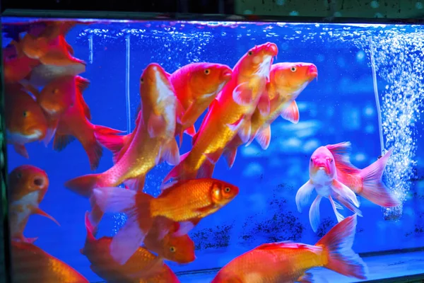 Primo Piano Grandi Koi Cresciuti Vasca Pesce — Foto Stock