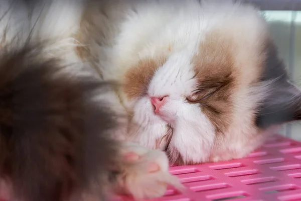 一只可爱的玩具娃娃猫在睡觉 — 图库照片