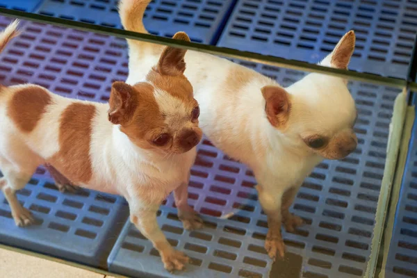 Close Cute Chihuahua Pet Store — Stock Photo, Image