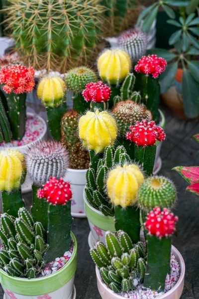 Närbild Färgglada Taggiga Päron Till Salu Blomstermarknaden — Stockfoto