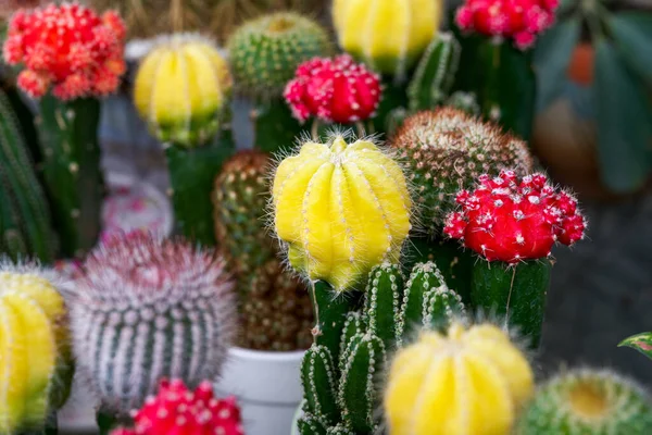 Närbild Färgglada Taggiga Päron Till Salu Blomstermarknaden — Stockfoto