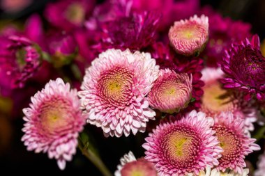 Bir çiçekçide satılık çeşitli kasımpatı demetlerinin yakın çekimi