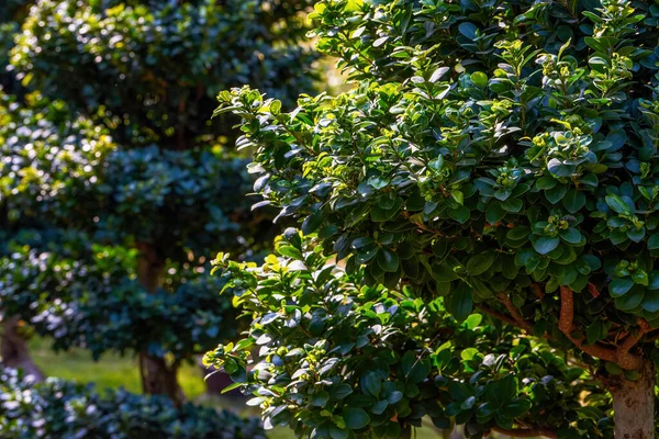 公園内の緑豊かなガジュマルの木のクローズアップ — ストック写真